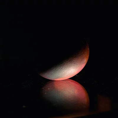 Divine-Shells-robin-guillaume-4