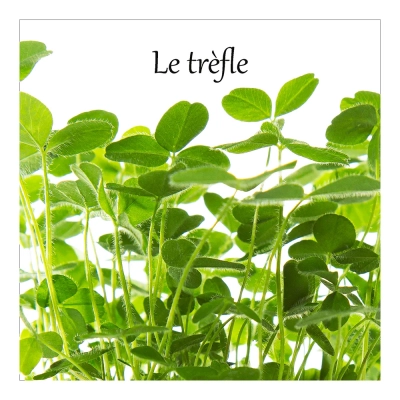 Le trèfle 10
