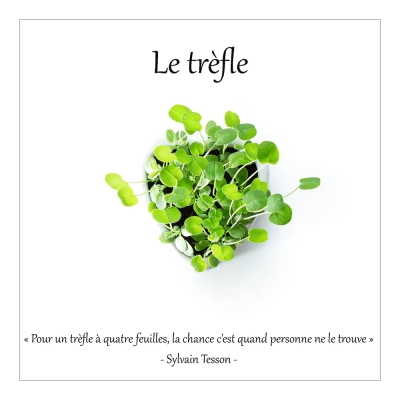 Le trèfle 6
