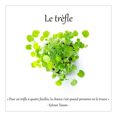 Le trèfle 7