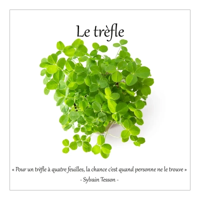Le trèfle 8