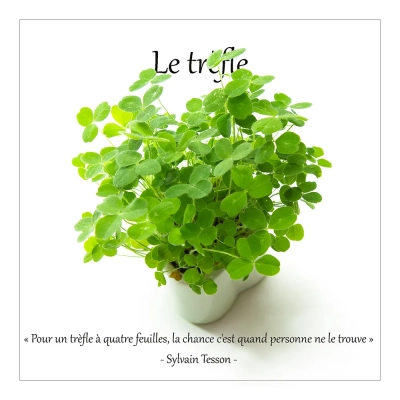 Le trèfle 9